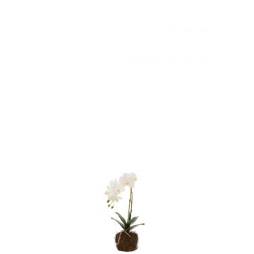 Orchidee im boden plastik weiß/grün small