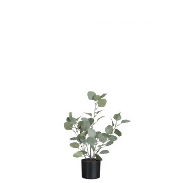 Eukalyptus in topf plastik grün small